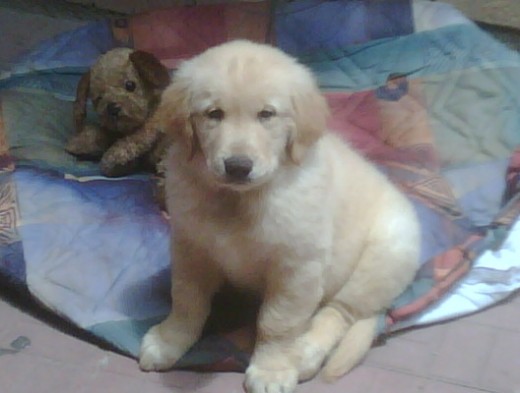 MI PERRO BELLO!!! MI PERRO BELLO!!!